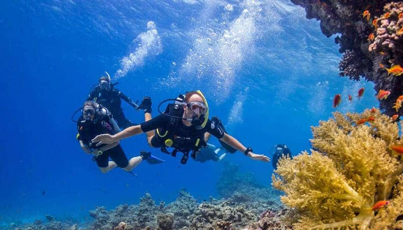 The World S Best Red Sea Diving Destinations For