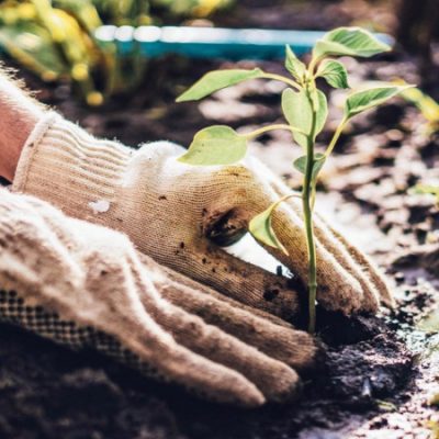 Planting-trees