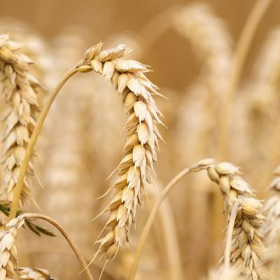 Egypt_Wheat