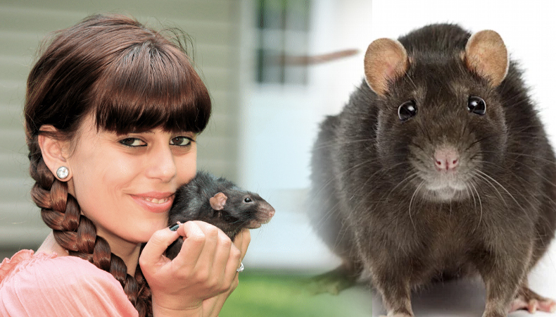 Can You Keep Rats As Pet