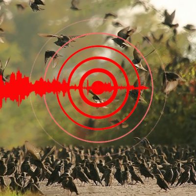 How Do Birds Know About Earthquakes