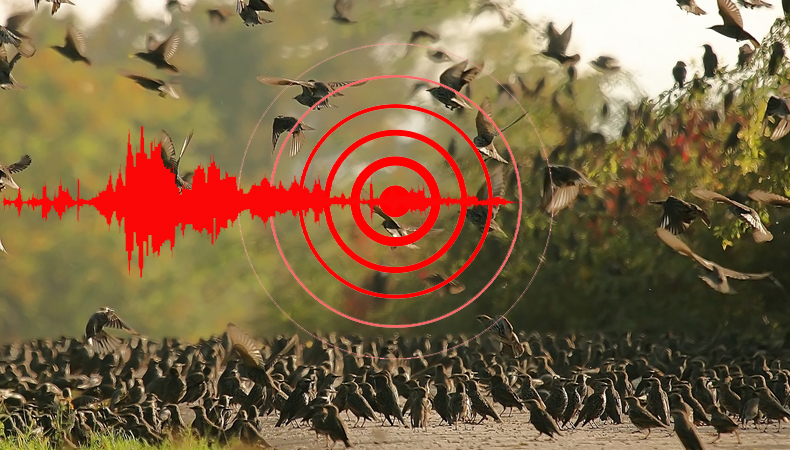 How Do Birds Know About Earthquakes 