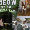 palestinian woman opens gazas first cat cafe