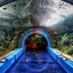 fakieh aquarium in jeddah