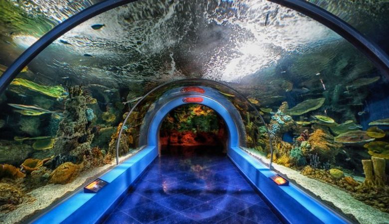 fakieh aquarium in jeddah