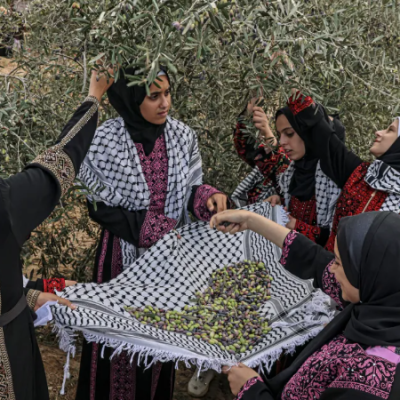 un highlights rising violence against palestinian farmers during olive harvest