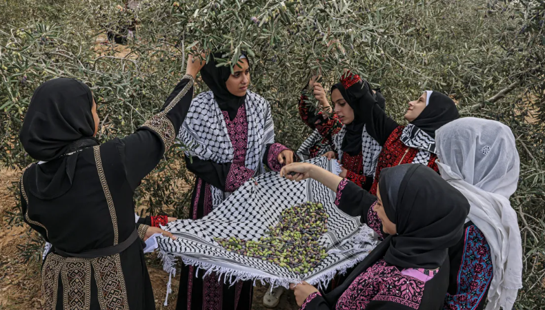 un highlights rising violence against palestinian farmers during olive harvest