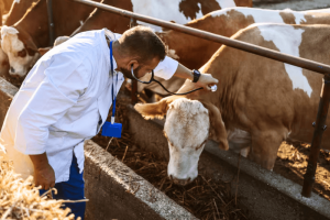 Foot-and-Mouth Disease Fears: Morocco Bans German Feed Grain Imports