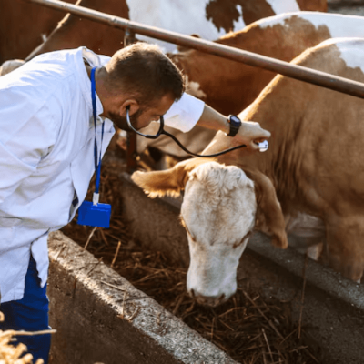 Foot-and-Mouth Disease Fears: Morocco Bans German Feed Grain Imports