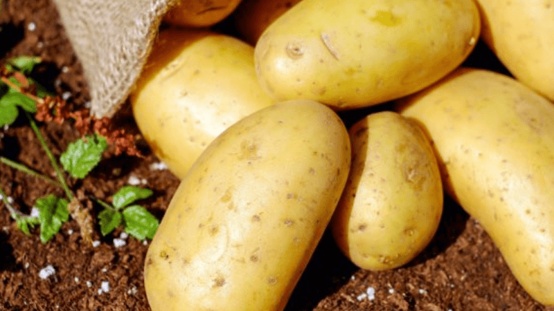 Egypt's Potato Exports Hit $409 Million in 2024