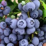 Morocco Strengthens Blueberry Export Position in Southeast Asian Markets