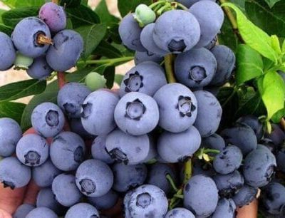 Morocco Strengthens Blueberry Export Position in Southeast Asian Markets