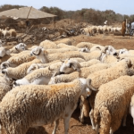 Morocco Urges Citizens to Skip Sheep Sacrifice for Eid al-Adha