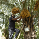 Exploring Iraq’s Sustainable Date Palm Farms- From Basra to Baghdad