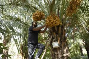 Exploring Iraq’s Sustainable Date Palm Farms- From Basra to Baghdad