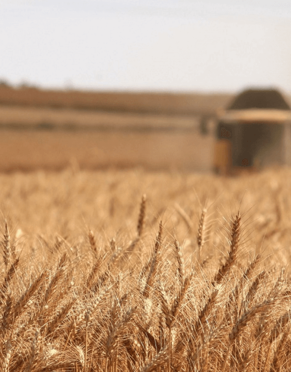 egypt spearheads africa agricultural investment initiative