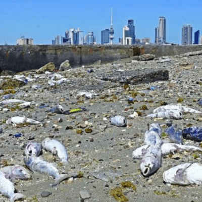 kuwait scientists solve mystery of toxic algae (1)