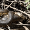 world's largest anaconda amazon rainforest species found by scientists (1)