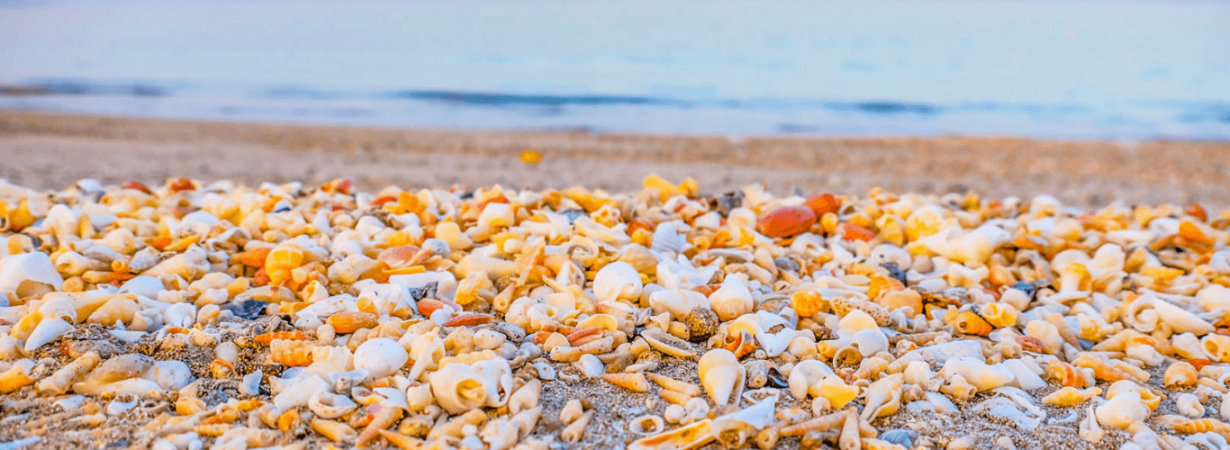 seashells and spices discovering coastal delights of sharjah & ajman (1)