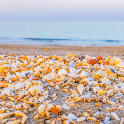 seashells and spices discovering coastal delights of sharjah & ajman (1)