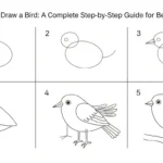 How to Draw a Bird A Complete Step-by-Step Guide for Beginners