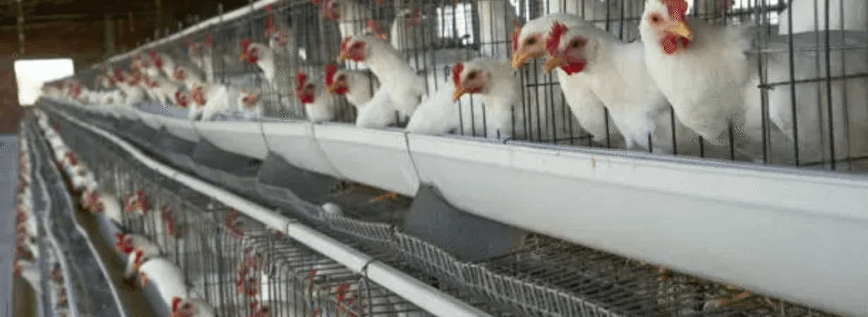 Algeria Poultry Industry
