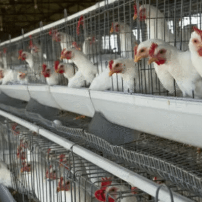 Algeria Poultry Industry