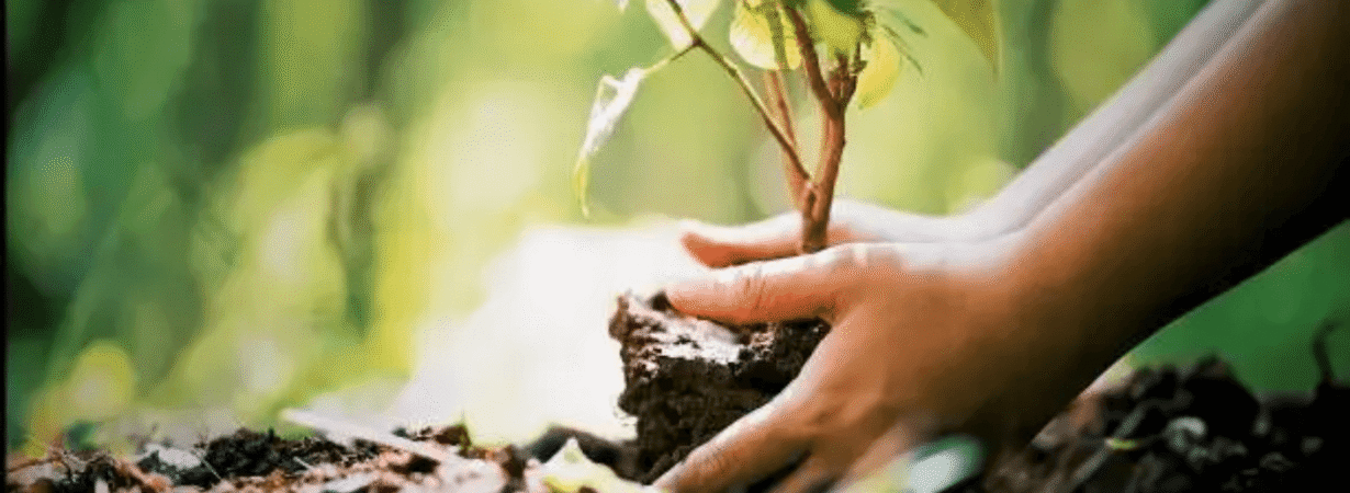 Morocco tree planting campaign