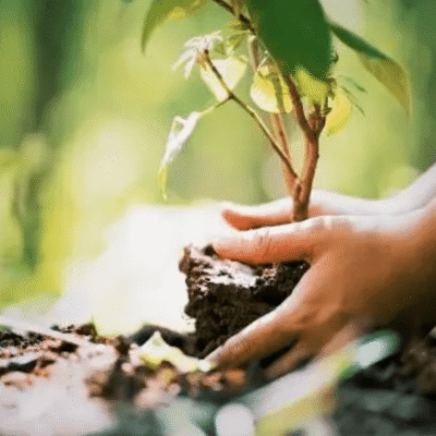 Morocco tree planting campaign