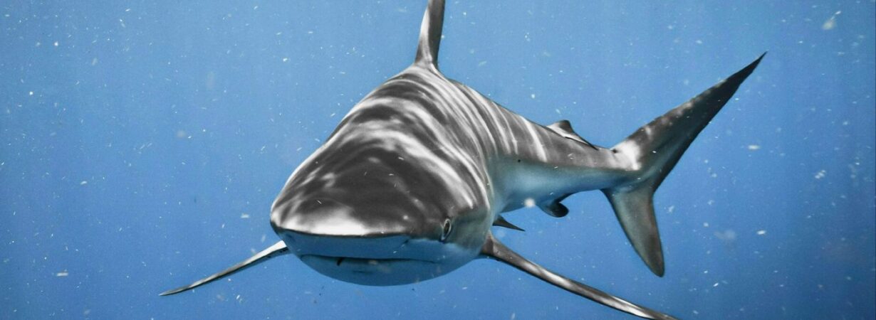 shark attacks