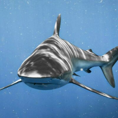 shark attacks