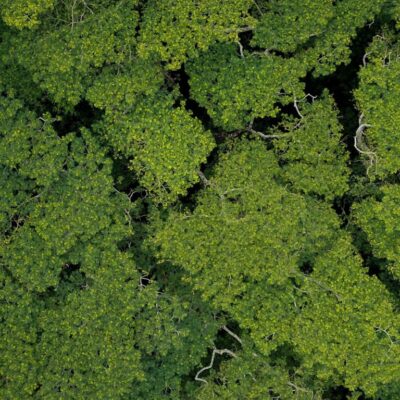 Tree Canopy