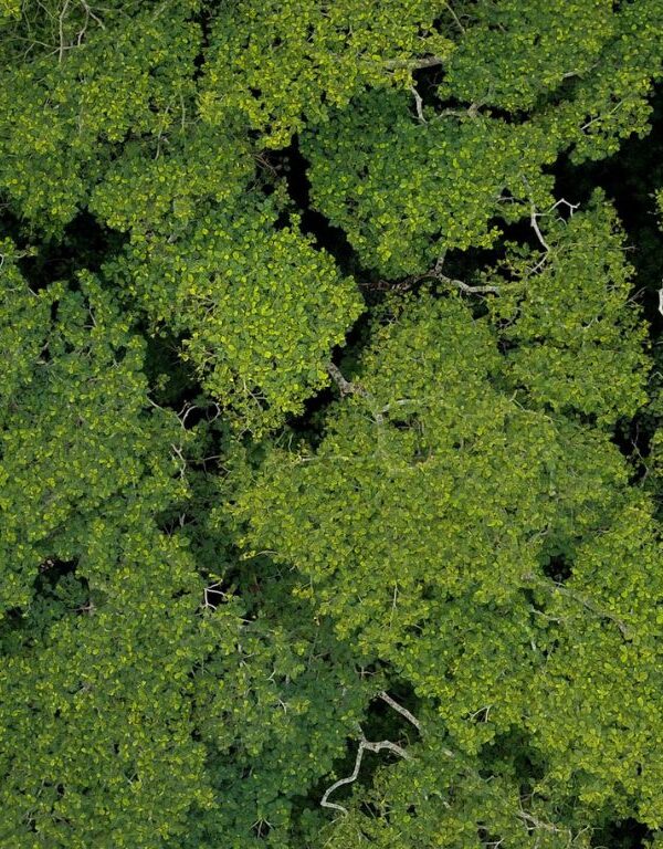 Tree Canopy