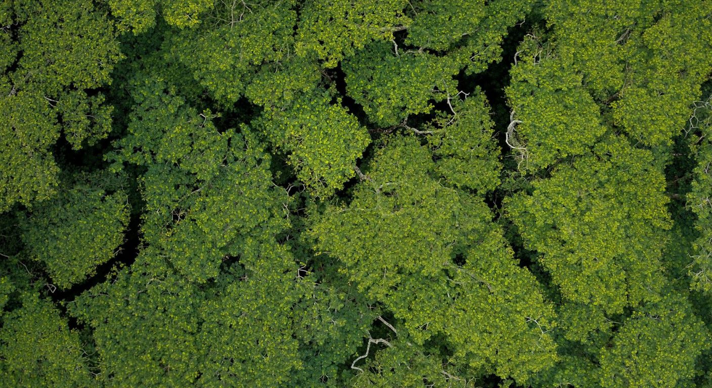 Tree Canopy