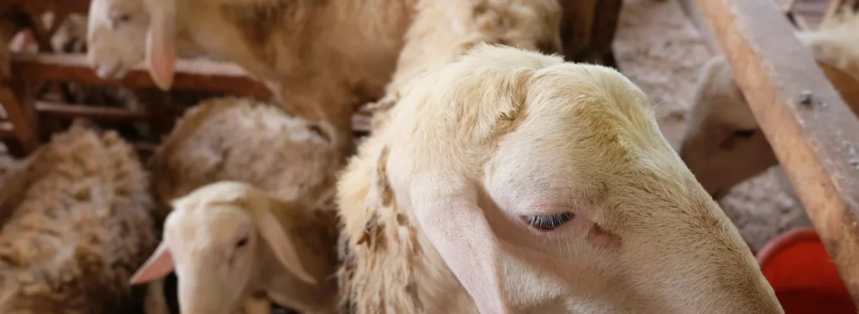 Qurbani cost estimates Jordan