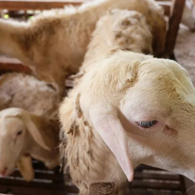 Qurbani cost estimates Jordan