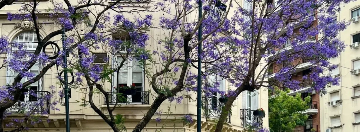 Abha Jacaranda Festival 2026