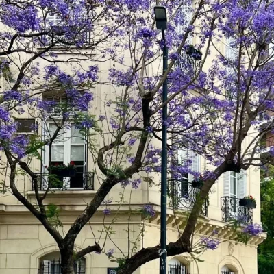 Abha Jacaranda Festival 2026