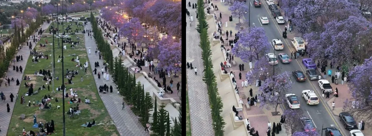 Abha jacaranda season 2026