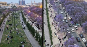 Abha jacaranda season 2026