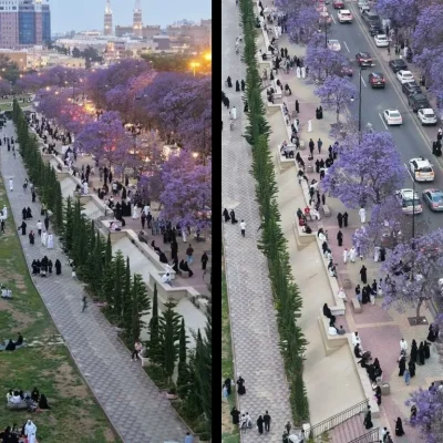 Abha jacaranda season 2026