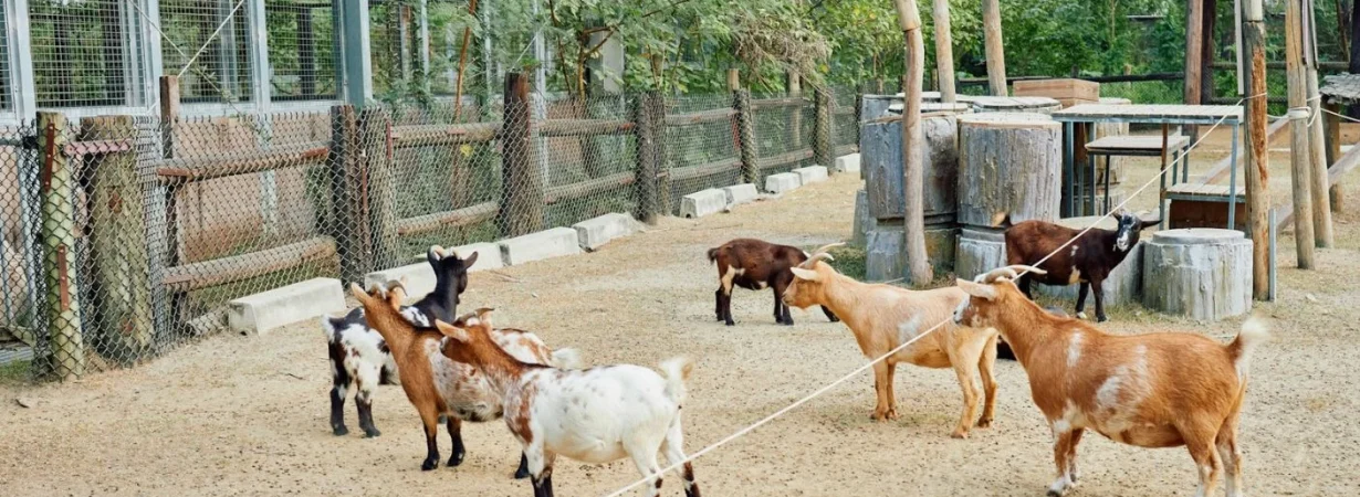 Zakat and Qurbani rules in UAE