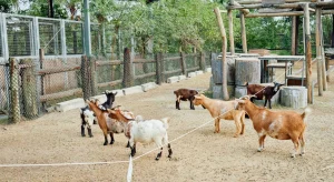 Zakat and Qurbani rules in UAE