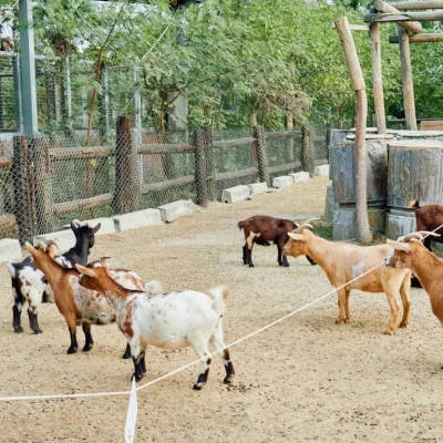 Zakat and Qurbani rules in UAE