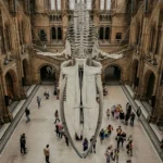 Grand Egyptian Museum Guide