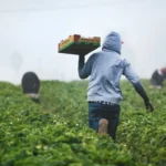 Morocco agricultural recovery