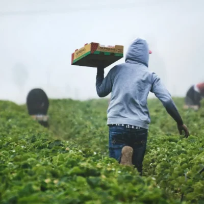 Morocco agricultural recovery