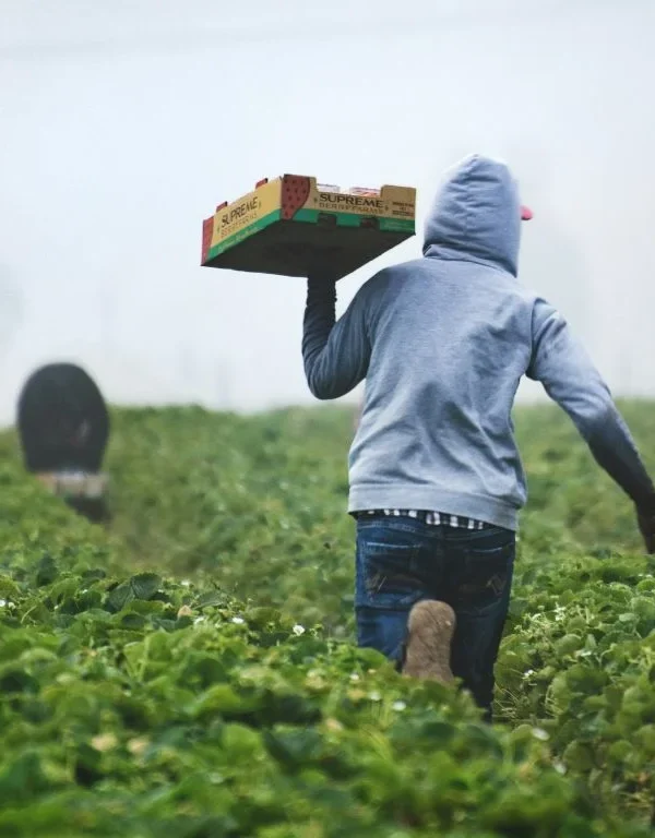 Morocco agricultural recovery