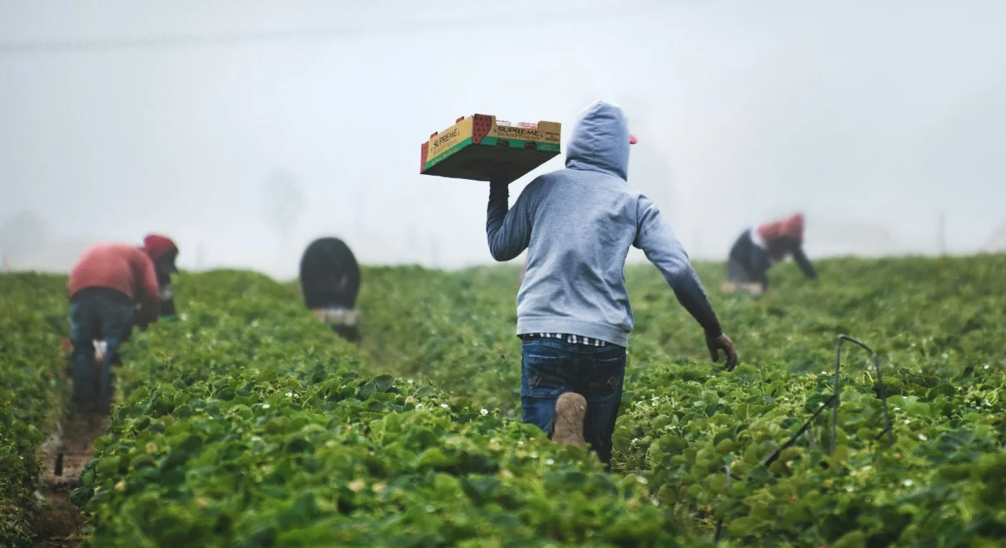 Morocco agricultural recovery