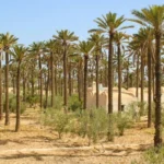 SIDATTES 2026 Opens in Morocco